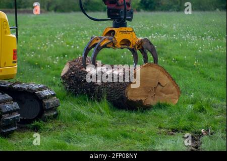 Aylesbury, Buckinghamshire, UK. 19th May, 2021. HS2 removing the remains of a beautiful oak tree felled by HS2 within their compound. The High Speed 2 rail from London to Birmingham is carving a huge scar across the Chilterns which is an Area of Outstanding Natural Beauty. Credit: Maureen McLean/Alamy Stock Photo