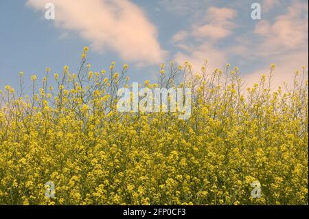 Rapeseed field and blue Sky in spring time Stock Photo