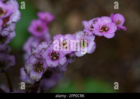 Purple blossoms of elephant-eared saxifrage in the blurred background Stock Photo