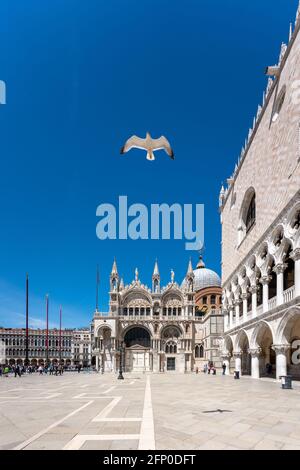 Seagull flying at St Mark Square, Venice, Italy. copyspace Stock Photo