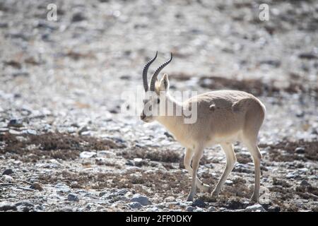 Tibetan Gazelle, Procapra picticaudata, Gurudonmar, Sikkim, India Stock Photo