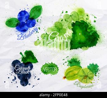 Fruit set drawn watercolor blots and stains with a spray blueberry, grapes, currants black, raspberries Stock Vector