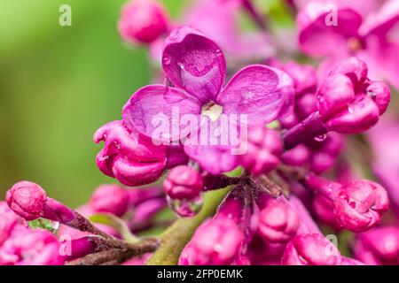 Purple lilac flower in rain drops. Water drops on the plant. Spring flowers in Poland. Flowering shrubs. Fragrant plants. Stock Photo