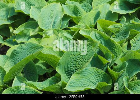Close up of fresh green hosta leaves Stock Photo