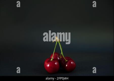 Isolated pair of three ripe sweet cherries on the same stem set against a dark background, abstract frontal view of neatly arranged fleshy drupe fruit Stock Photo