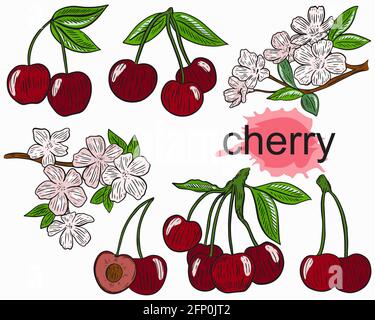 Set Of Four Bunches Of Cherry Berries Vector Illustration Stock