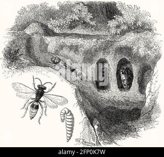 Cerceris rybyensis, ornate tailed digger wasp, hunting bees