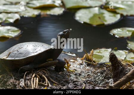 Brisbane, Australia. 01st Sep, 2018. Macquarie River Turtle (Emydura macquarii) basking near the shore of Enoggera Reservoir in D'Aguilar National Park, Queensland, Australia Credit: SOPA Images Limited/Alamy Live News Stock Photo