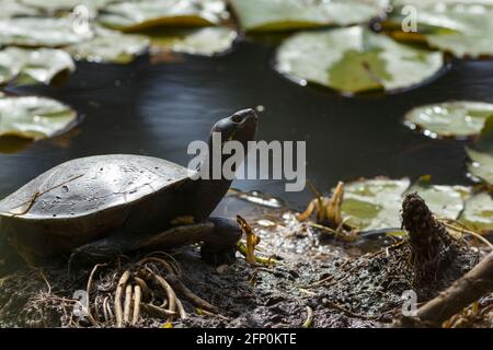 September 1, 2018, Brisbane, Queensland, Australia: Macquarie River Turtle (Emydura macquarii) basking near the shore of Enoggera Reservoir in D'Aguilar National Park, Queensland, Australia (Credit Image: © Joshua Prieto/SOPA Images via ZUMA Wire) Stock Photo