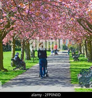 Spring cherry blossom on old trees in Greenwich Park two mums with children & stroller pram walking along park path springtime in London England UK Stock Photo