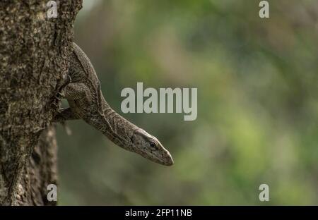 A Bengal monitor lizard (Varanus bengalensis) on a tree trunk. Stock Photo