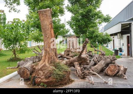 Piles of logs were cut down into smaller pieces and stacked from trees and stumps were left on the ground to organize and decorate the public garden t Stock Photo
