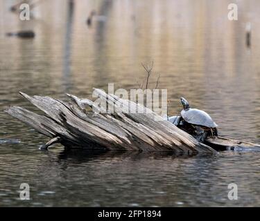 Painted Turtle couple close-up mating on a stump with blur water background in the pond environment and habitat. Image. Picture. Portrait. Stock Photo