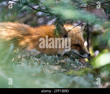 Red fox head close-up profile view through coniferous branches  in its environment and habitat.  Fox Image. Picture. Portrait. Photo. Head shot. Stock Photo