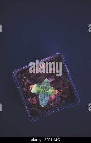 Directly above of sunflower seedling plant (Helianthus Annuus) isolated on black background. Concept of raising, developing, nurturing Stock Photo