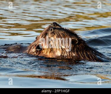 Beaver couple in the water grooming each other and displaying brown fur, head, ears, nose, eyes, whiskers in their habitat and environment. Image. Pic Stock Photo