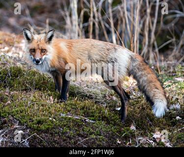 Red Fox close-up profile side view standing on green moss in the springtime with blur background and enjoying its environment and habitat. Fox Image. Stock Photo