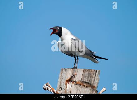 The close view of a screaming seagull on a wooden pole on Grand Bahama island. Stock Photo