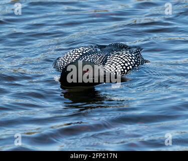 Loon close-up profile front view swimming in the lake in its environment and habitat. Common Loon Image. Picture. Portrait. Photo.
