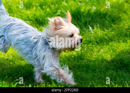 Yorkshire terrier dog in full flight Stock Photo