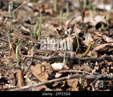 Snake close-up profile view in its environment and habitat with a blur foliage and brown leaves background in the springtime. Image. Picture. Portrait Stock Photo