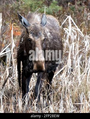Moose front view in the forest in the springtime displaying muzzle, eyes, ears, brown coat with a blur forest background in its environment and habita Stock Photo