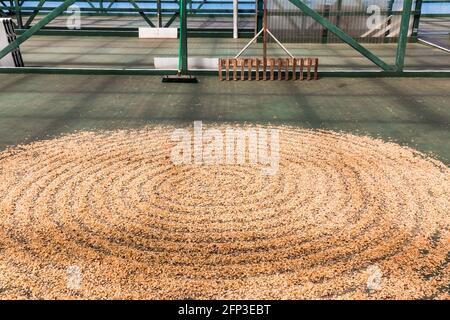 Kona Coffee Beans Drying In The Sun, Holualoa, Hawaii, USA Stock Photo