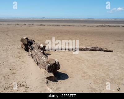 A washed up tree from the Bristol Channel, on Sand Bay near Weston-super-Mare in North Somerset. Stock Photo