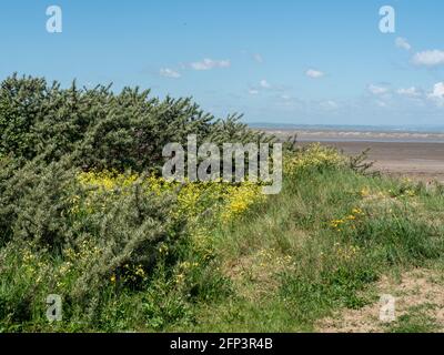 Beach grass growing in dunes on Sand Bay, near Weston-super-Mare, in North SOmerset Stock Photo