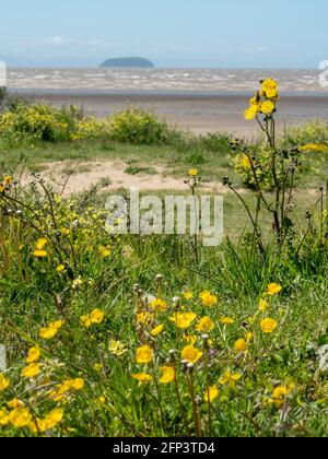 Dunes looking towards Steepholm Island from Sand Bay, near Weston-super-Mare, in Somerset. Stock Photo