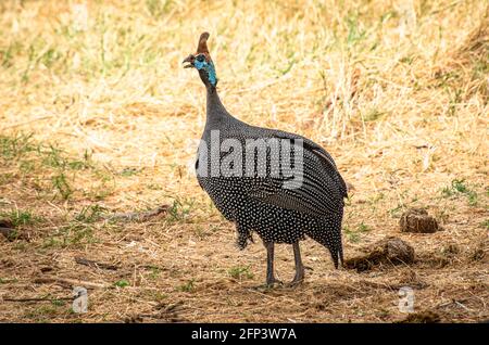 Guinea Fowl bird Stock Photo