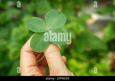 A woman holding a four leaf clover. Close up. Stock Photo