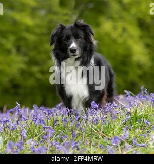 border collie Stock Photo