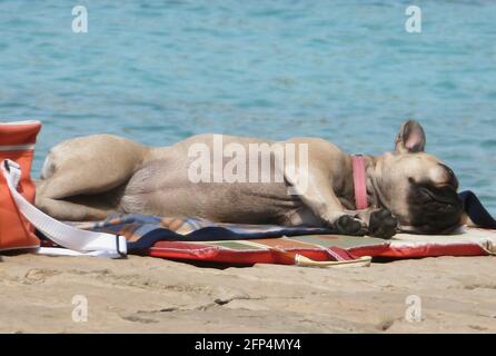 Dog sleeping on the beach Stock Photo