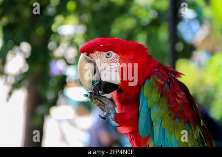 parrot macaw sits close on the cage Stock Photo
