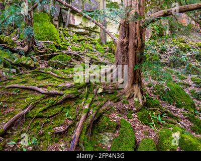 Tree with exposed roots growing on a rocky cliff face with moss covered rocks. Stock Photo