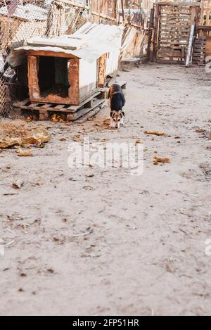 Unwanted and homeless dogs of different breeds in animal shelter. Looking and waiting for people to come adopt. Shelter for animals concept Stock Photo