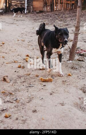 Unwanted and homeless dogs of different breeds in animal shelter. Looking and waiting for people to come adopt. Shelter for animals concept Stock Photo