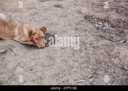 Unwanted and homeless dogs of different breeds in animal shelter. Looking and waiting for people to come adopt. Shelter for animals concept Stock Photo