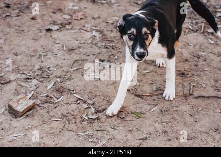 Unwanted and homeless dogs of different breeds in animal shelter. Looking and waiting for people to come adopt. Shelter for animals concept Stock Photo