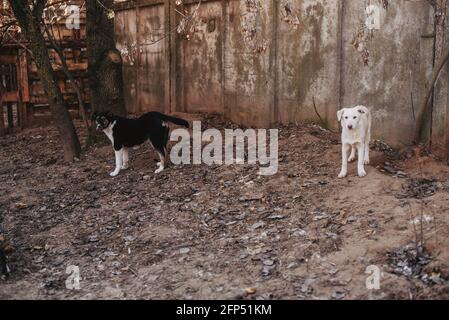 Unwanted and homeless dogs of different breeds in animal shelter. Looking and waiting for people to come adopt. Shelter for animals concept Stock Photo