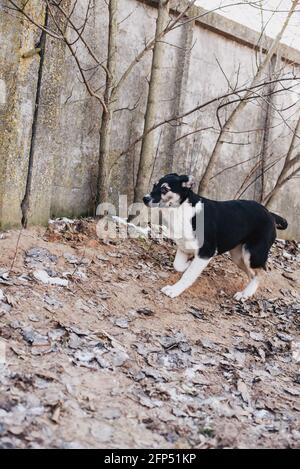 Unwanted and homeless dogs of different breeds in animal shelter. Looking and waiting for people to come adopt. Shelter for animals concept Stock Photo