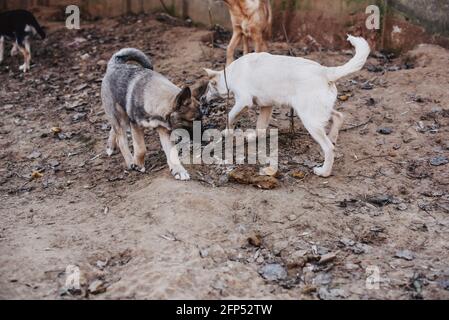 Unwanted and homeless dogs of different breeds in animal shelter. Looking and waiting for people to come adopt. Shelter for animals concept Stock Photo