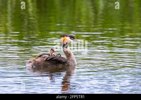 Great crested grebe (Podiceps cristatus) parent swimming in pond while carrying two chicks on its back in spring Stock Photo