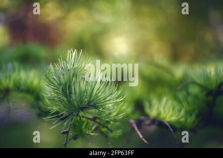 Nature concept for spring design. A branch of the original Japanese pine needles. Stock Photo