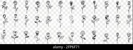 Blooming rose flowers doodle set. Collection of hand drawn various blossom roses floral pattern decoration wallpaper in rows isolated on transparent background  Stock Vector