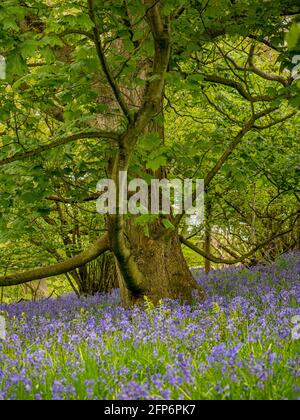 Bluebells flowering underneath sycamore trees in a UK woodland, in spring. Stock Photo