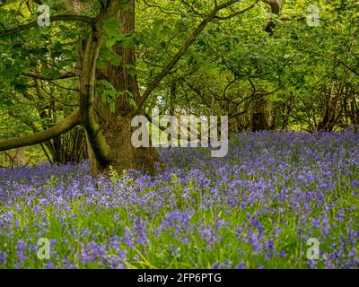 Bluebells flowering underneath sycamore trees in a UK woodland, in spring. Stock Photo