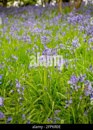 Bluebells flowering in a UK woodland, in spring. Stock Photo