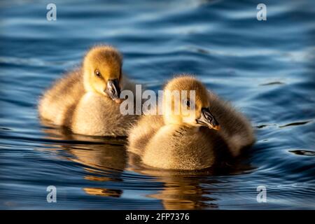 Two Baby Gosling's swimming together Stock Photo